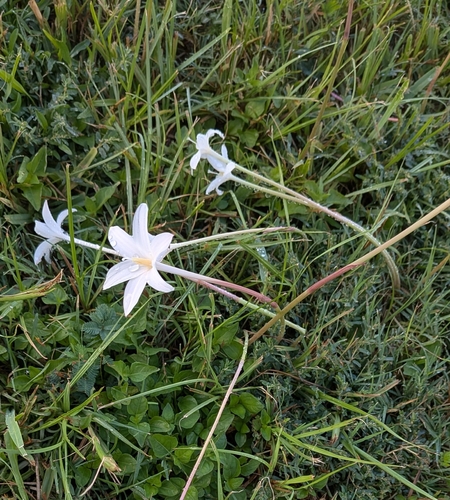 Traub's Rain-lily (Zephyranthes traubii)