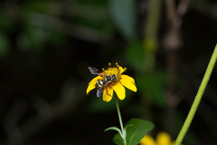 Nomada texana