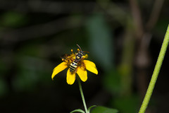 Nomada texana