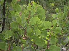 Arctostaphylos viscida