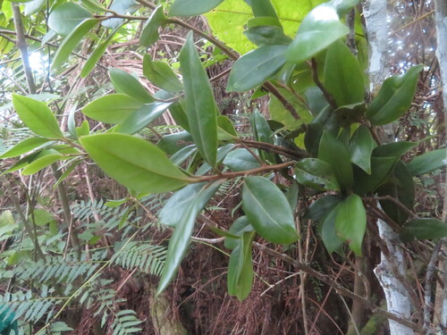 Ocotea foeniculacea