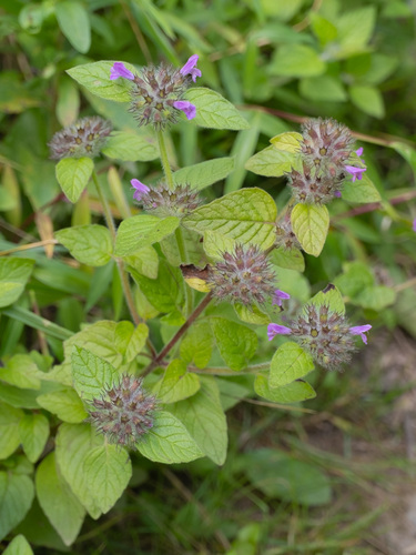 Krūminė šunmėtė nuotrauka