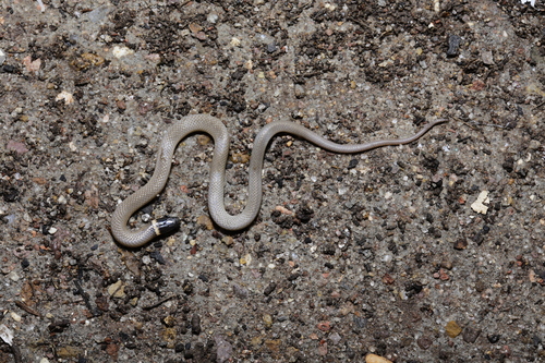 Chihuahuan Black-headed Snake