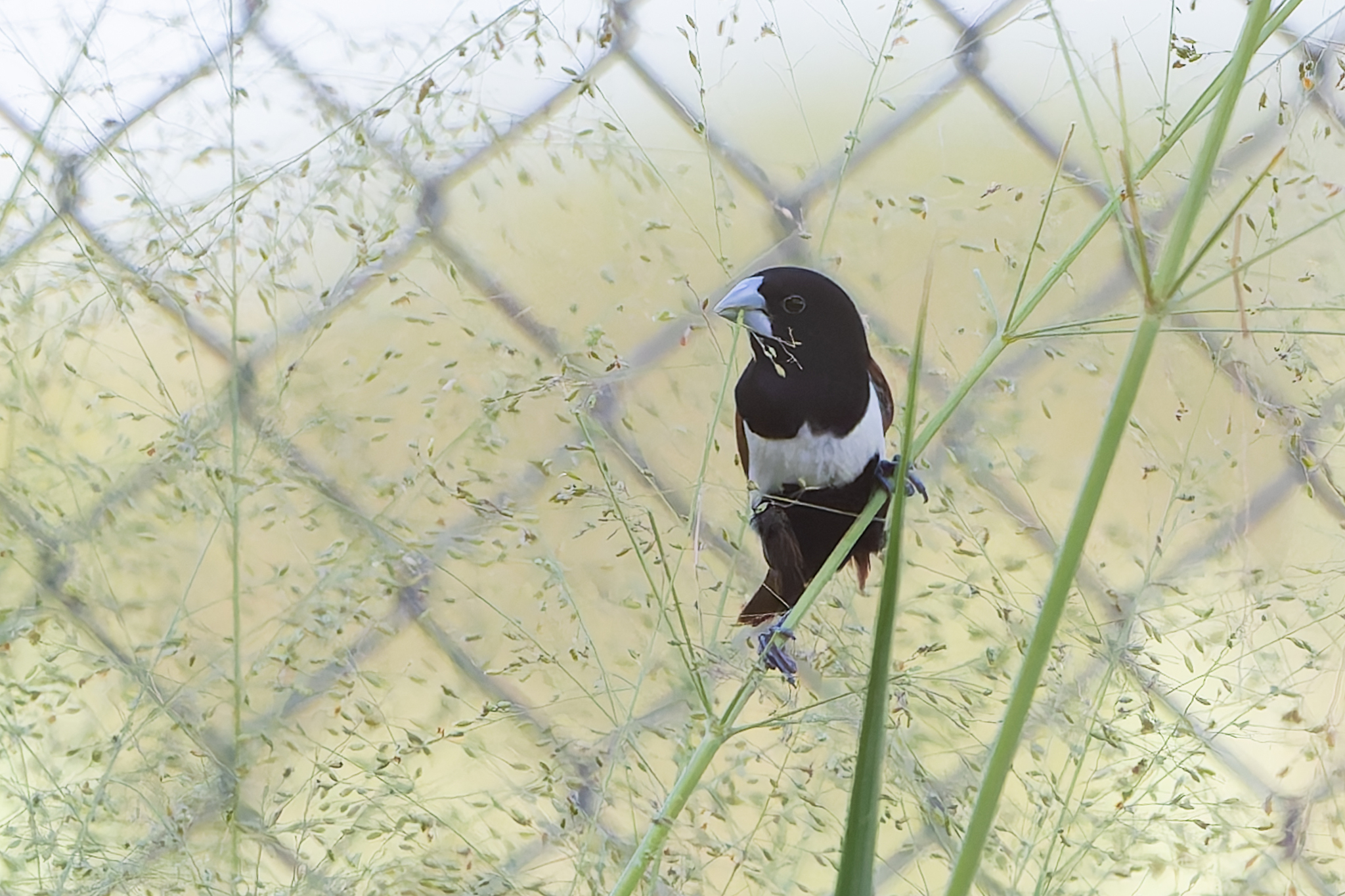 Tricolored Munia