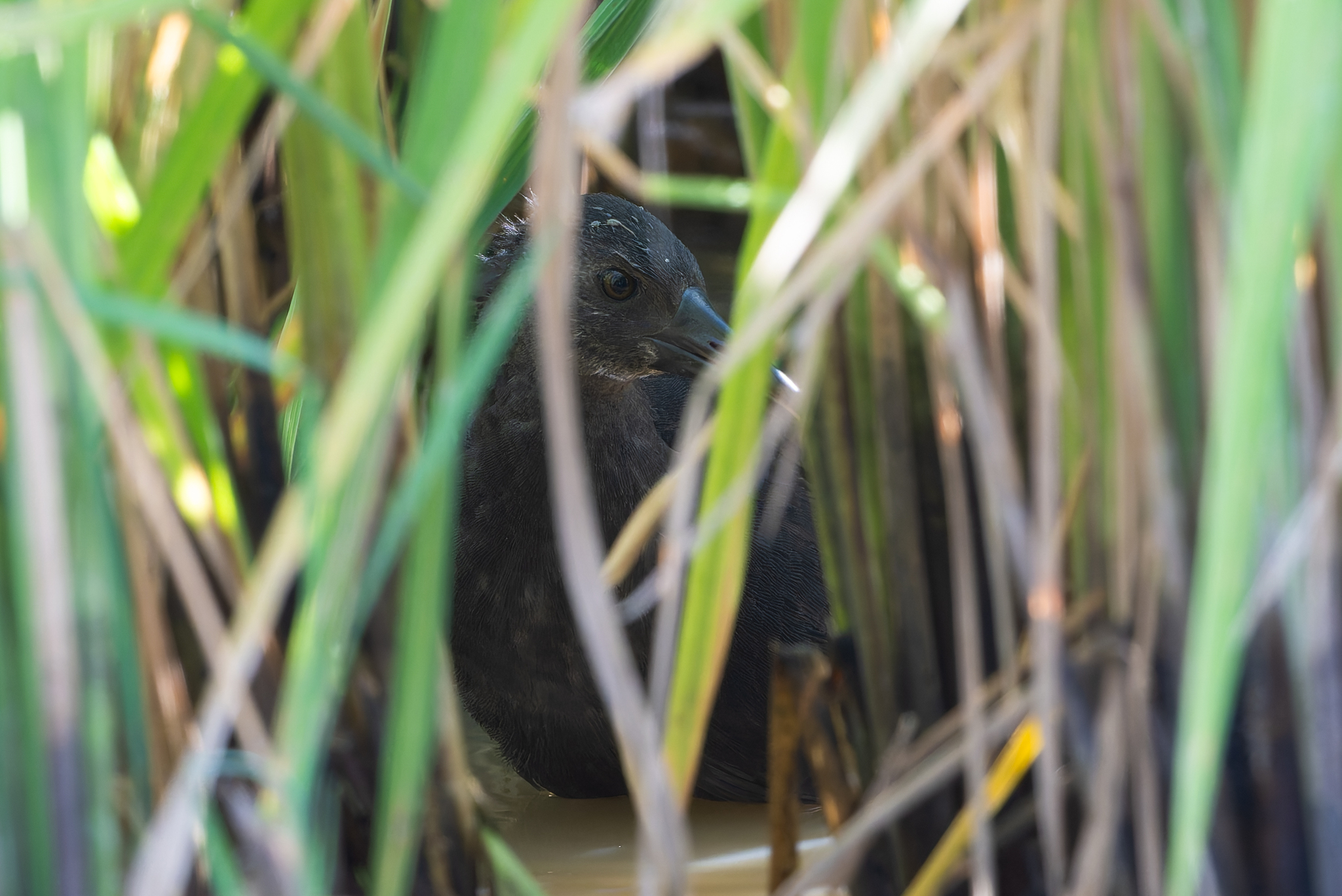 Spotted Rail (Pardirallus maculatus), photo 6