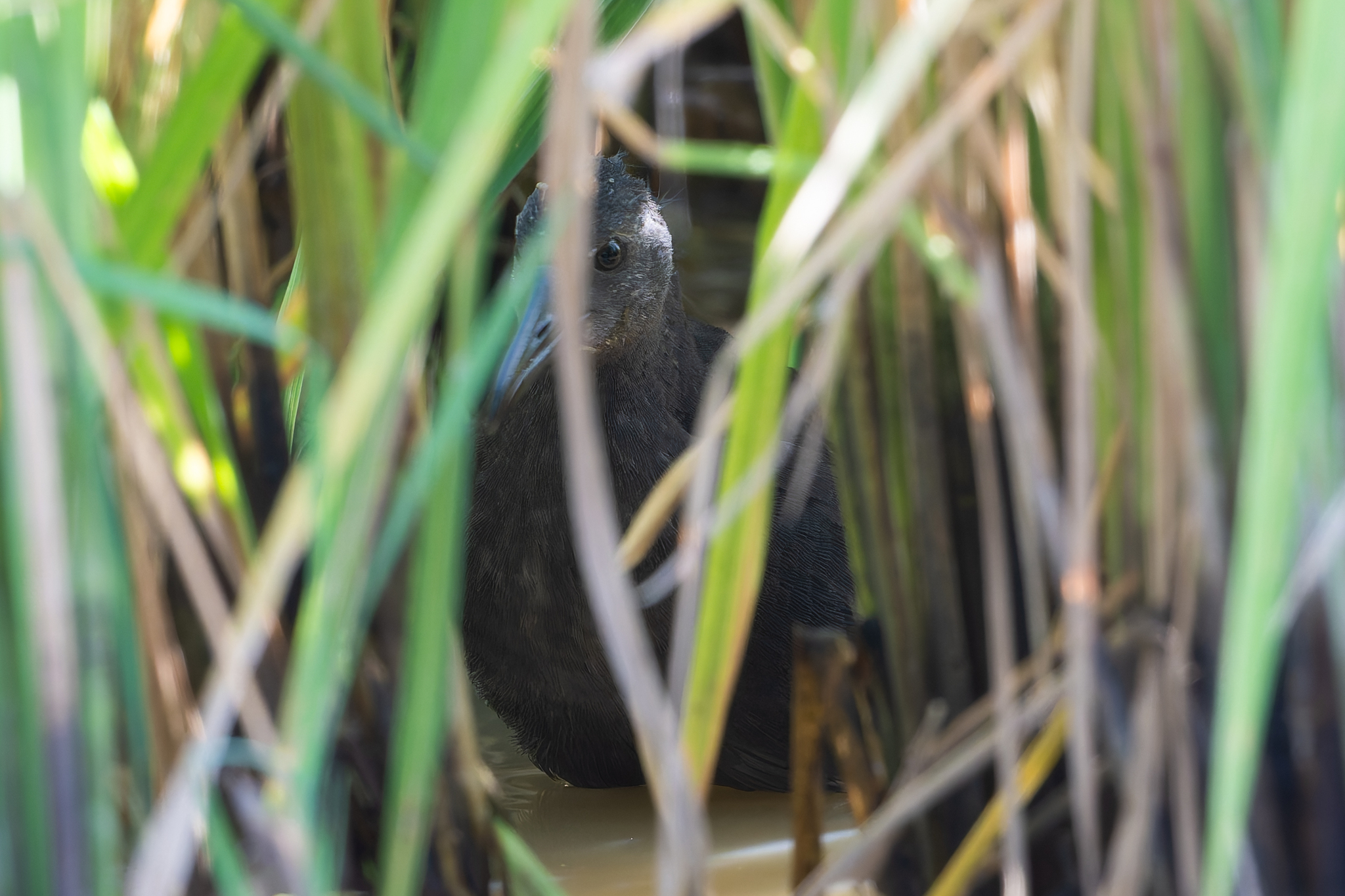 Spotted Rail (Pardirallus maculatus), photo 7