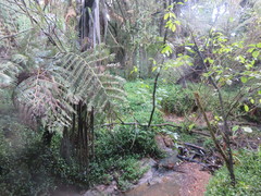 Cyathea medullaris