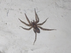Liocranum rupicola
