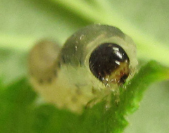 Empria