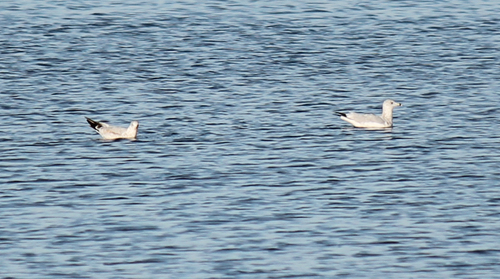 Larus smithsonianus