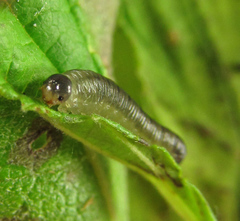 Empria