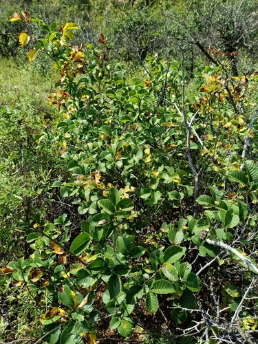 large-fruited elm (Ulmus macrocarpa)