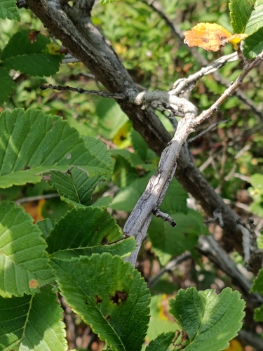 Ulmus macrocarpa, photograph 6