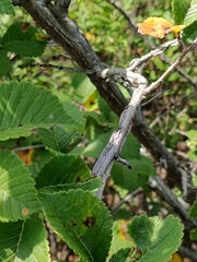 Ulmus macrocarpa, photograph (c) Святослав Власенко, some rights reserved (CC BY)