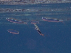 Delicate Round Herring photo 3