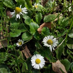Bellis perennis