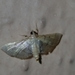 Spilomelinae
