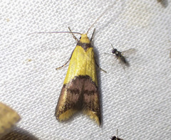 Hemibela oxyptera