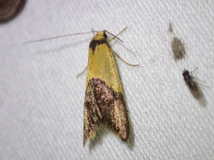 Hemibela oxyptera