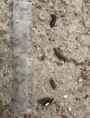 Dipsosaurus dorsalis