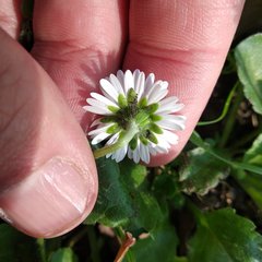 Bellis perennis