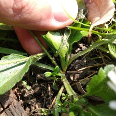 Bellis perennis