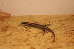 Cryptoblepharus australis