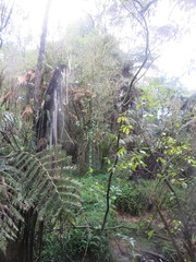 Cyathea medullaris