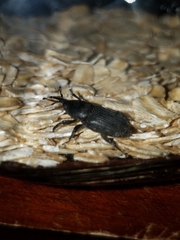 Scyphophorus