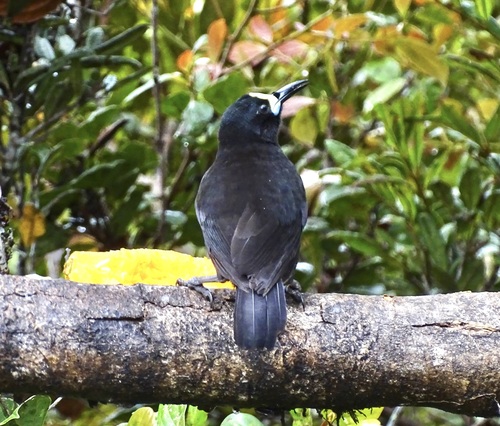 Short-tailed Paradigalla (Paradigalla brevicauda)