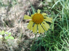 Gaillardia megapotamica