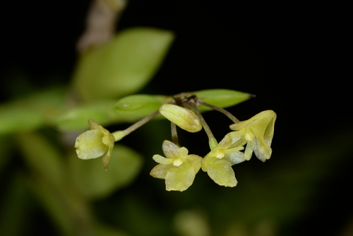 Dendrobium nathanielis
