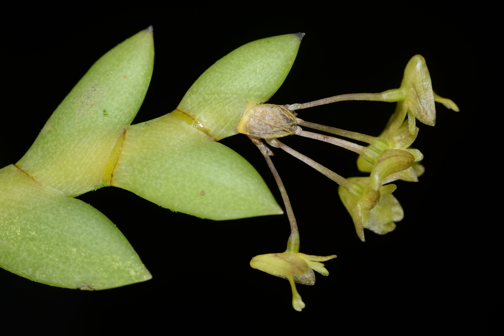 Dendrobium nathanielis Rchb.f. 2