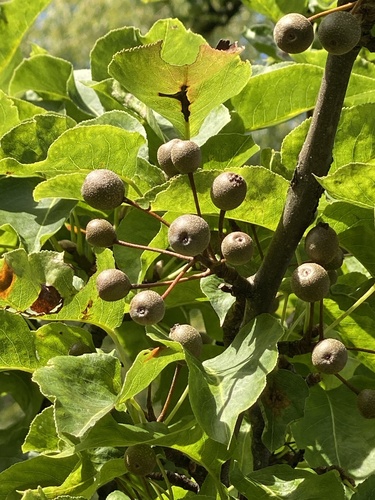 Pyrus calleryana