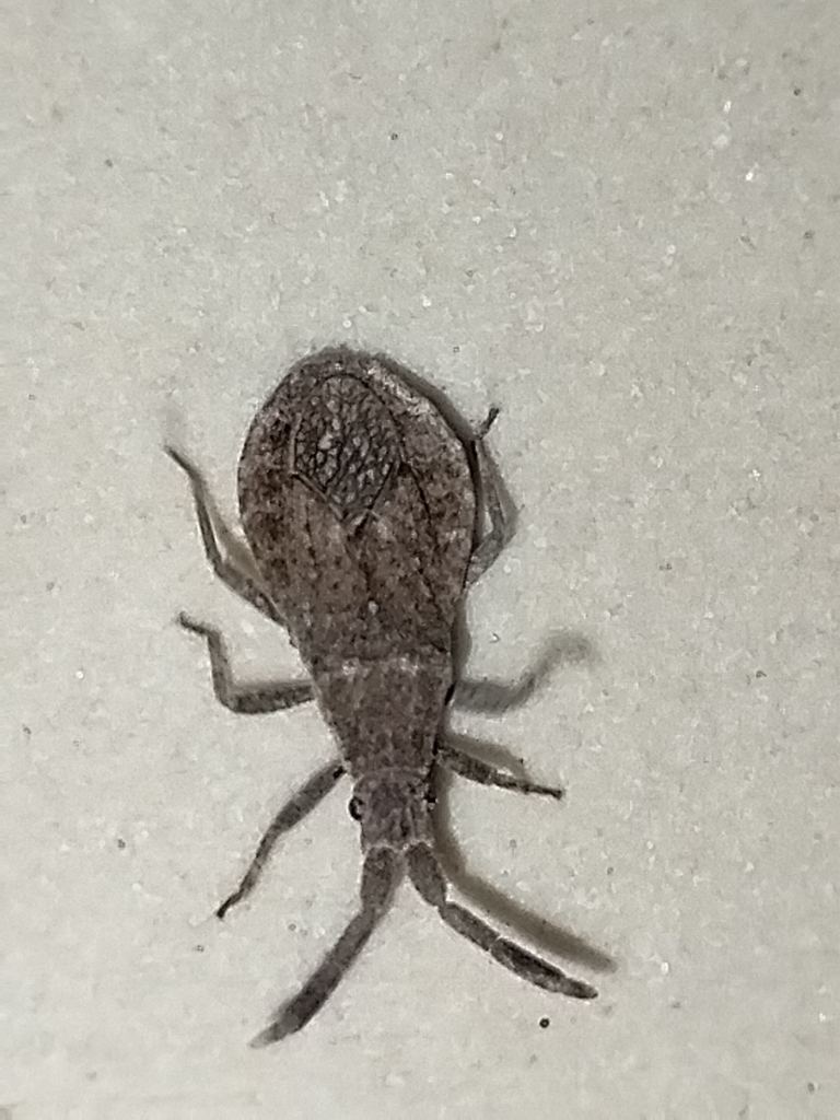 Scolopocerus neopacificus