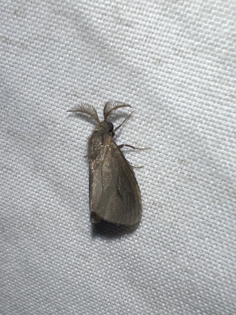 Basicladus celibata