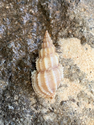 Phos senticosus observed 2025-09-01