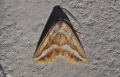 Caripeta angustiorata
