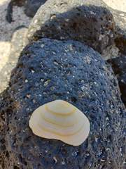 Epicodakia clarionensis