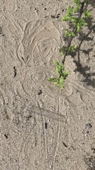 Dipsosaurus dorsalis