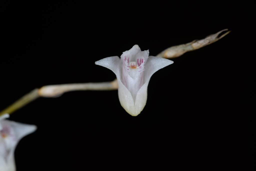 Dendrobium dentatum Seidenf. 2