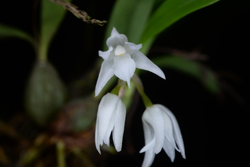 Coelogyne albiflora