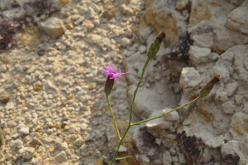 Liatris cymosa observed 2025-09-01