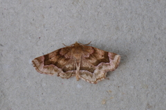 Metarranthis refractaria