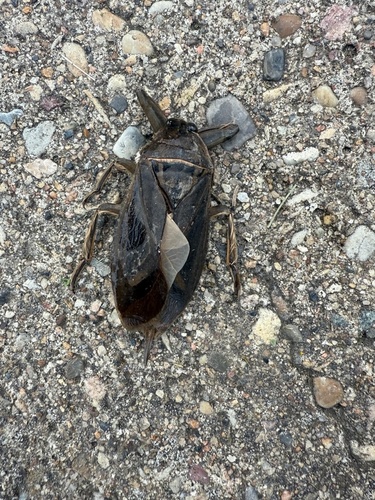 American Giant Water Bug