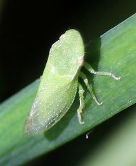 Xerophloea peltata