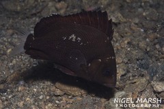 Plectorhinchus gibbosus