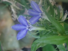 Palmerella debilis serrata