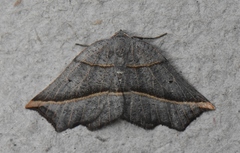 Metanema determinata