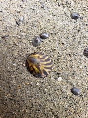 Cellana radians